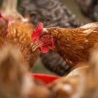 Desempenho do frango (vivo e abatido) na quarta semana de 2022