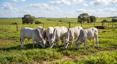 Pre�os do bezerro nelore disparam e alcan�am patamar de R$ 3.400 a R$ 3.700 em Confresa (MT)
