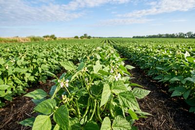 Pre�os do Feij�o Avan�am no Campo com Destaque para o Variedade Preto, Indica Cepea