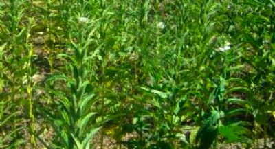 Rentabilidade atrai e Mato Grosso triplica plantio de gergelim