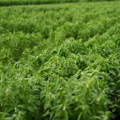 Mato Grosso recebe recomenda��es t�cnicas para o cultivo de gergelim
