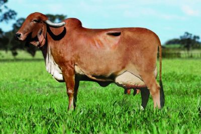 Vacas que pastejam na sombra produzem 22% mais leite, diz Embrapa