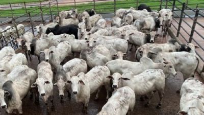 Lote de animais inseminados pela Pozzobon s�o destaque nacional, veja