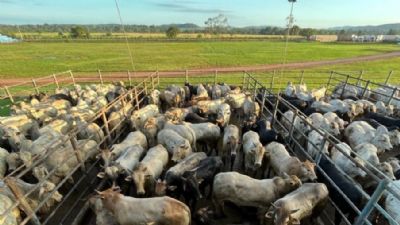 Resultado e qualidade: Lote de animais inseminados pela Pozzobom chegam a 24@ em S�o Jos� do Xingu