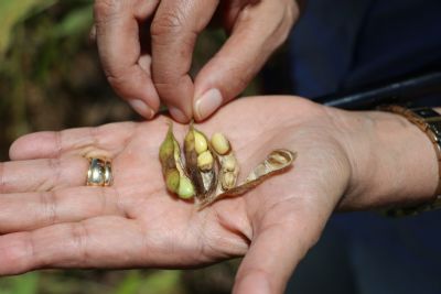 Safra 2020/21 ocupou mais de 600 mil hectares entre lavouras e pastagens em Canarana