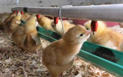 Pesquisa mostra como as ind�strias de ovos, frangos e su�nos sofrem os efeitos da pandemia