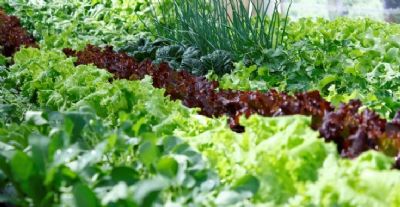 Conab aponta queda de pre�os na maioria das hortali�as analisadas em levantamento