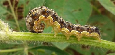 Volta da helicoverpa amea�a safra de soja em Mato Grosso