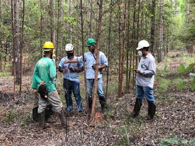 Software da consultoria IMFlor permite redu��o de at� 40% no custo de controle da praga