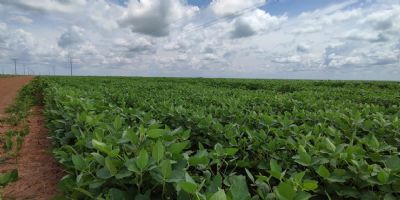 Produtores do Par� aprovam judicializa��o contra abusos da Morat�ria da Soja