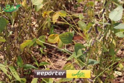 Soja tem novas leves perdas em Chicago nesta 3� feira e aguarda novo reporte do USDA