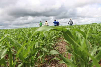 Pre�o do milho: Expectativas para curto e m�dio prazo