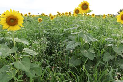 Com atraso na colheita da soja, sorgo e cons�rcios forrageiros s�o boas op��es para a segunda safra em Mato Grosso