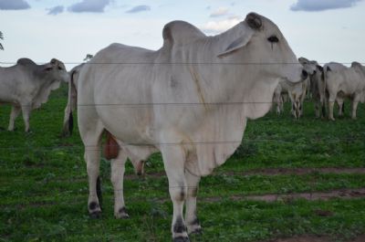 Circuito Nelore de Qualidade promove 10� etapa em Barra do Gar�as