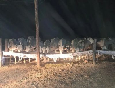Crime: No Goi�s rebanho � encontrado em situa��o de escravid�o