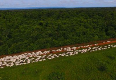 Governo de MT quer acabar com multas ambientais dando at� 90% de desconto