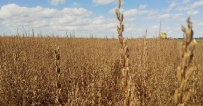 Gergelim: Canarana deve representar 50% da produ��o em Mato Grosso