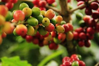 IPPA/CEPEA fecha 2021 em alta