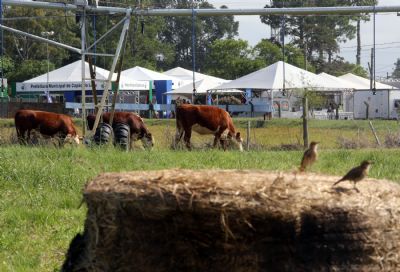 Integra��o Lavoura-Pecu�ria ter� espa�o especial durante a Abertura da Colheita do Arroz