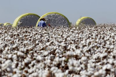 �rea de cultivo de algod�o no Norte Araguaia despenca