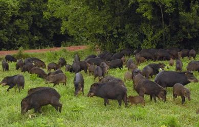 Ataques de porcos selvagens comprometem lavouras de milho em Mato Grosso