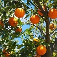 Colheita tardia eleva oferta de laranja