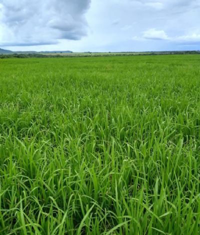 Um dos maiores produtores do Brasil em 80, Canarana quer apostar novamente no arroz, agora em segunda safra