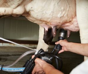 Importa��o de leite cresce e preocupa o setor