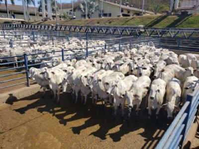 Marcha � r� na escala de abate em Mato Grosso