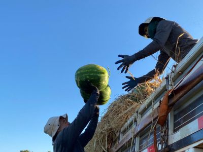 Com oferta reduzida, pre�o da melancia tem alta