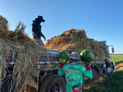 Come�a a colheita de melancia em Canarana � MT