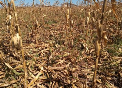 Milho: ataques de cigarrinha aumentam em MT e produtores temem n�o cumprir contratos de venda