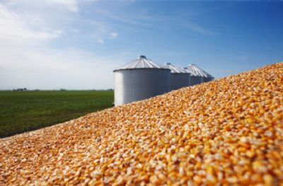 Situa��o do milho de segunda safra � melhor em Mato Grosso, em rela��o ao Paran�