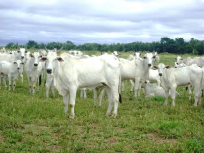 Noroeste de Mato Grosso tem parecer favor�vel para zona livre de febre aftosa sem vacina��o