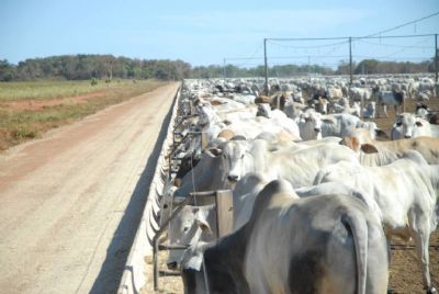 Pecuaristas seguram boiada e pre�o da arroba volta a subir no Brasil