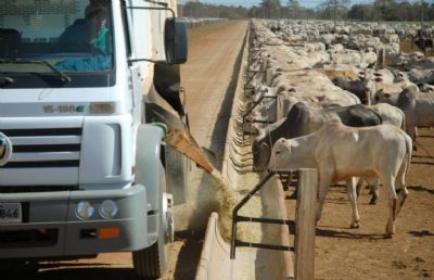 Boi: pre�o do milho sobe e prejudica poder de compra do pecuarista