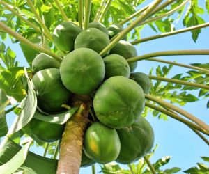 Mam�o: Exporta��o bate recorde em receita em 2023