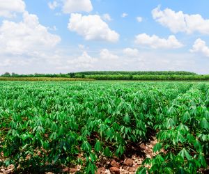 Mandioca: Produtores retomam colheita parcialmente; liquidez ainda � baixa