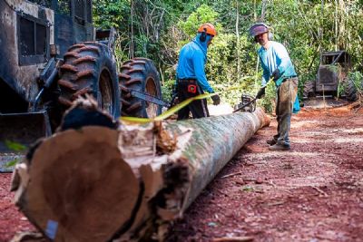 Per�odo proibitivo para explora��o do manejo sustent�vel vai at� 1� de abril