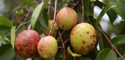 Pesquisadores desenvolvem gel com casca de fruto do cerrado como agente antiobesidade e antidiabetes