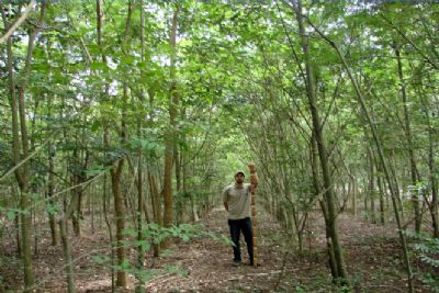 Mato Grosso tem potencial para plantio de florestas