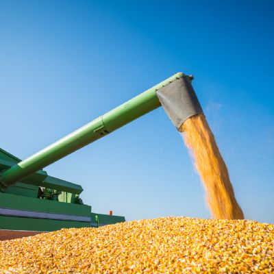 Comercializa��o do milho ver�o 2022/23 chega a 9,5% da produ��o esperada, diz Datagro
