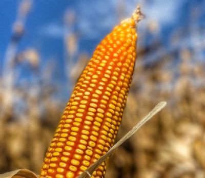 Milho: Demanda externa aquecida eleva cota��o no Brasil