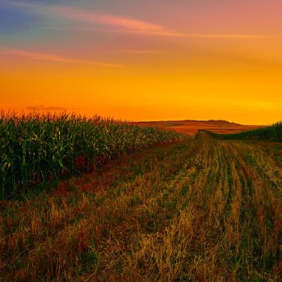 Redu��o de �rea de plantio de milho pode chegar a 3% em Mato Grosso