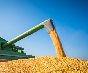 Mercado do milho brasileiro � aquecido por altas externas