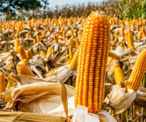 Milho: Queda das bolsas enfraquece exporta��es do cereal
