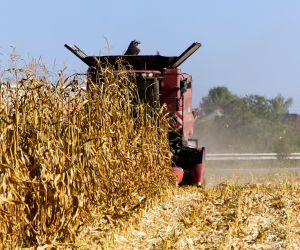 Proje��es de safra dos EUA impactam pre�os de milho e soja