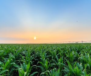 Mato Grosso reduz �rea de milho em 7,31% na safra atual