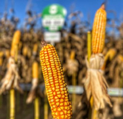 Milho: Colheita do gr�o em Mato Grosso chega a 19%