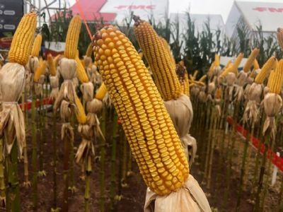 Milho: plantio atinge 96% da �rea, mas n�mero segue abaixo da m�dia